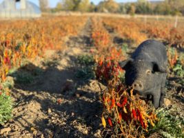 Mulefoot pigs at Black Cat Organic Farm are in pig paradise in the fall, when they have fields of peppers, tomatoes, eggplant and more to feast upon. This pig in a field is savoring the peppers.