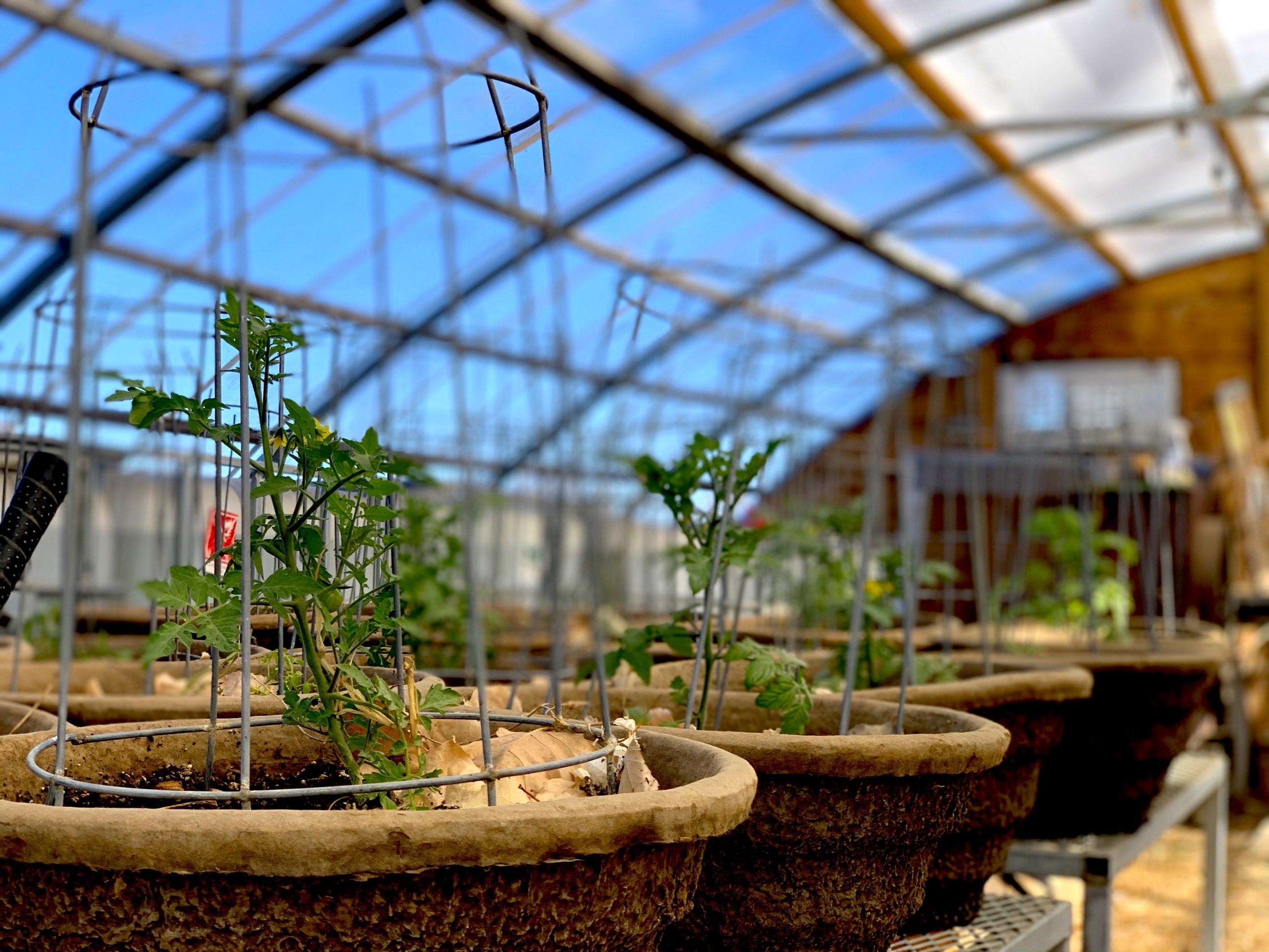 greenhouse black cat organic farm