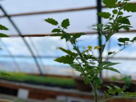 Greenhouse tomato plant