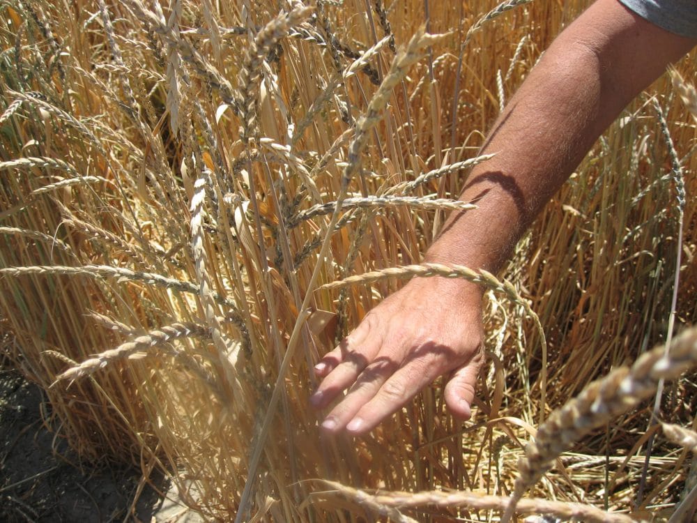 Eric demonstrates the height at which farro is cut during harvesting.