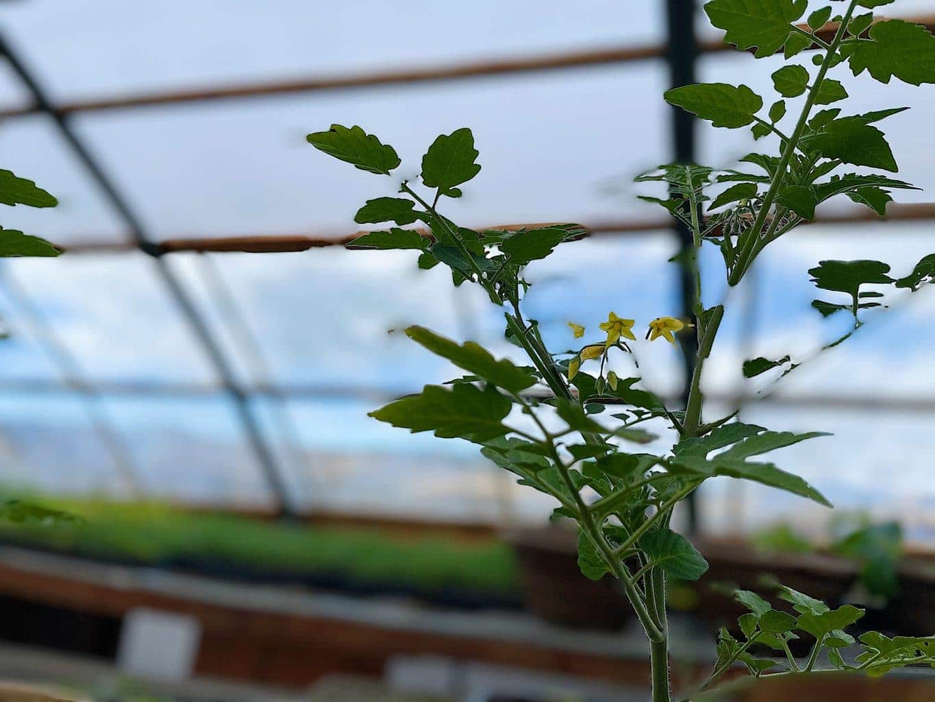 Greenhouse tomato plant