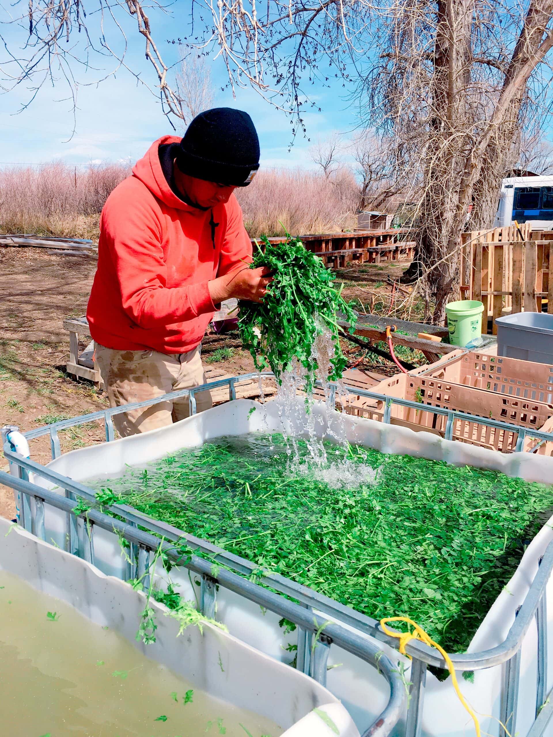 Jorge washing the sweetest parsley you ever will taste; look for it at the market and on your dinner plates in the restaurants.
