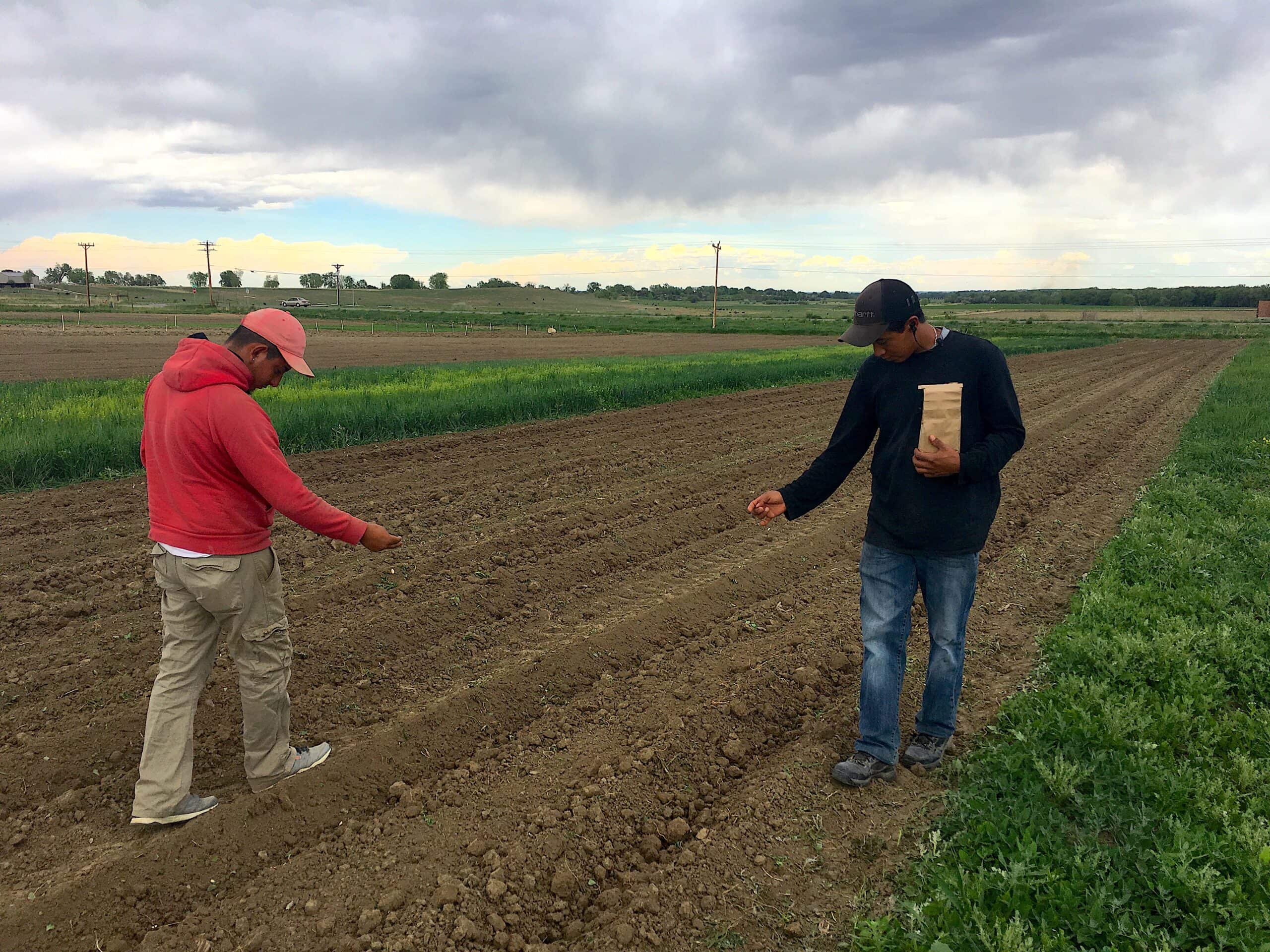 Jorge and Arturo planting artichoke seed.