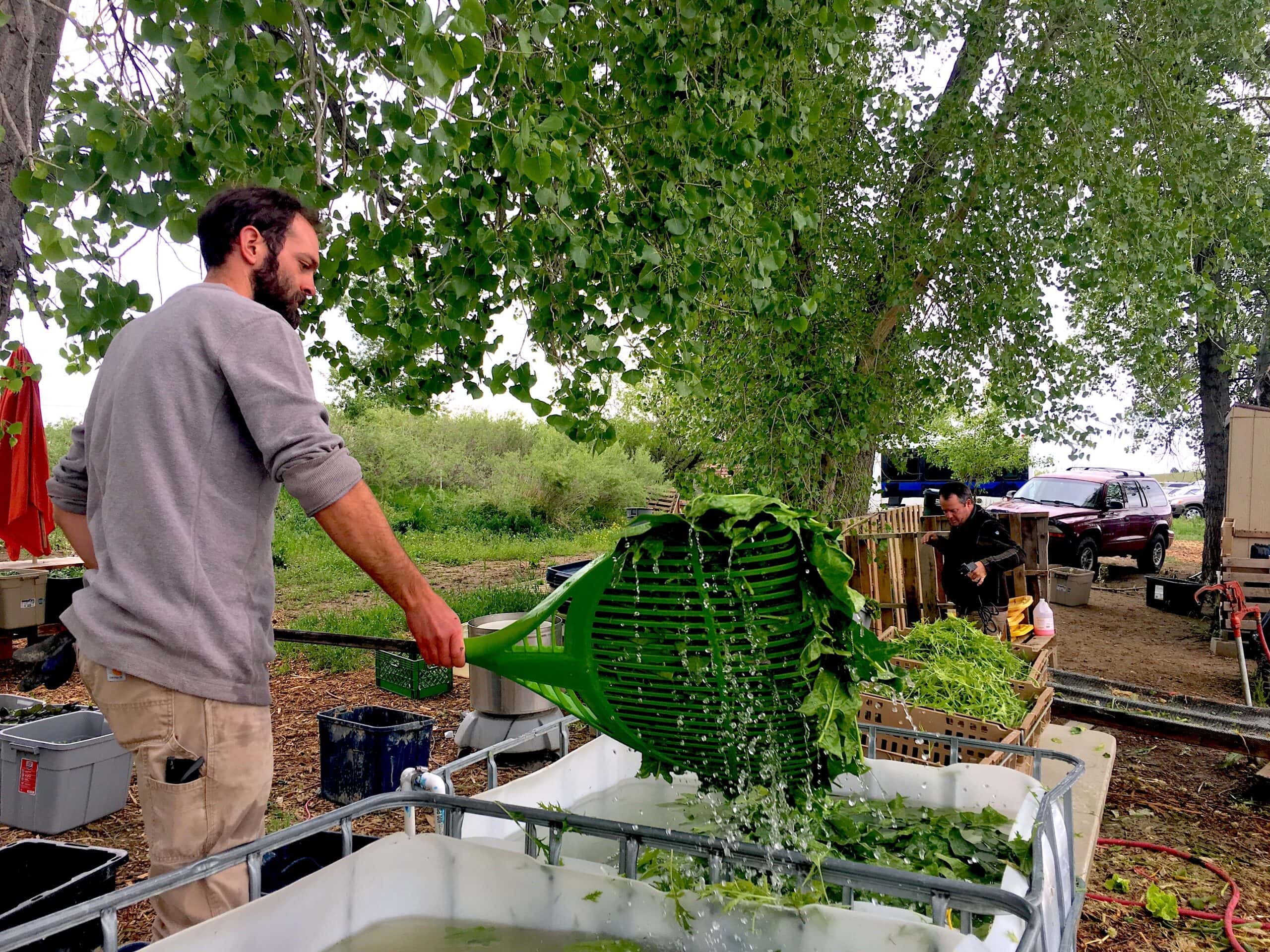 The Notorious Noah, the Black Cat Farm manager, cleaning spinach for the weekend's market and restaurants.