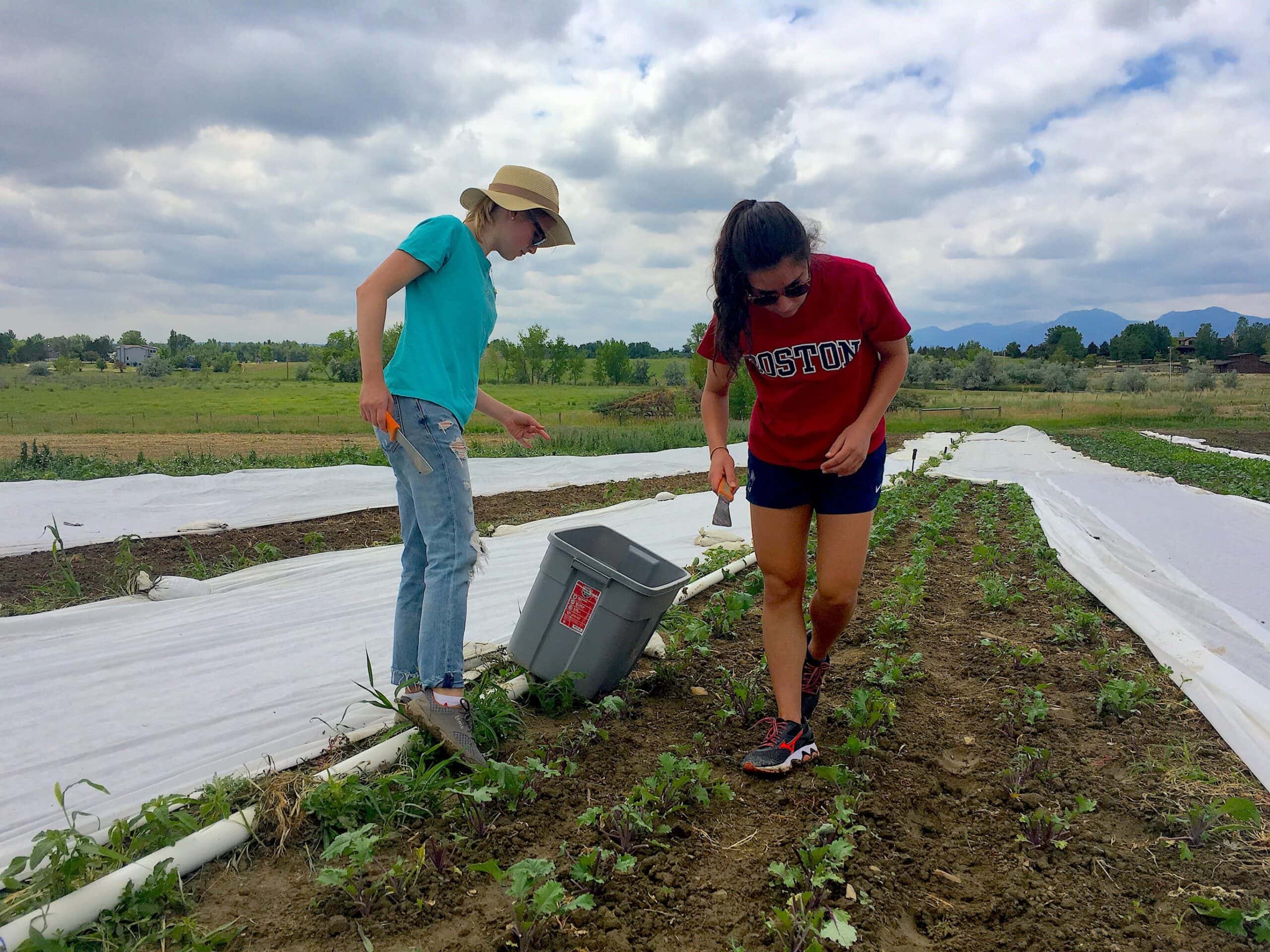 Erika (left) and Noor harvesting kale on Friday. We try to harvest a fair bit of baby kale — fantastic raw or in sautées.