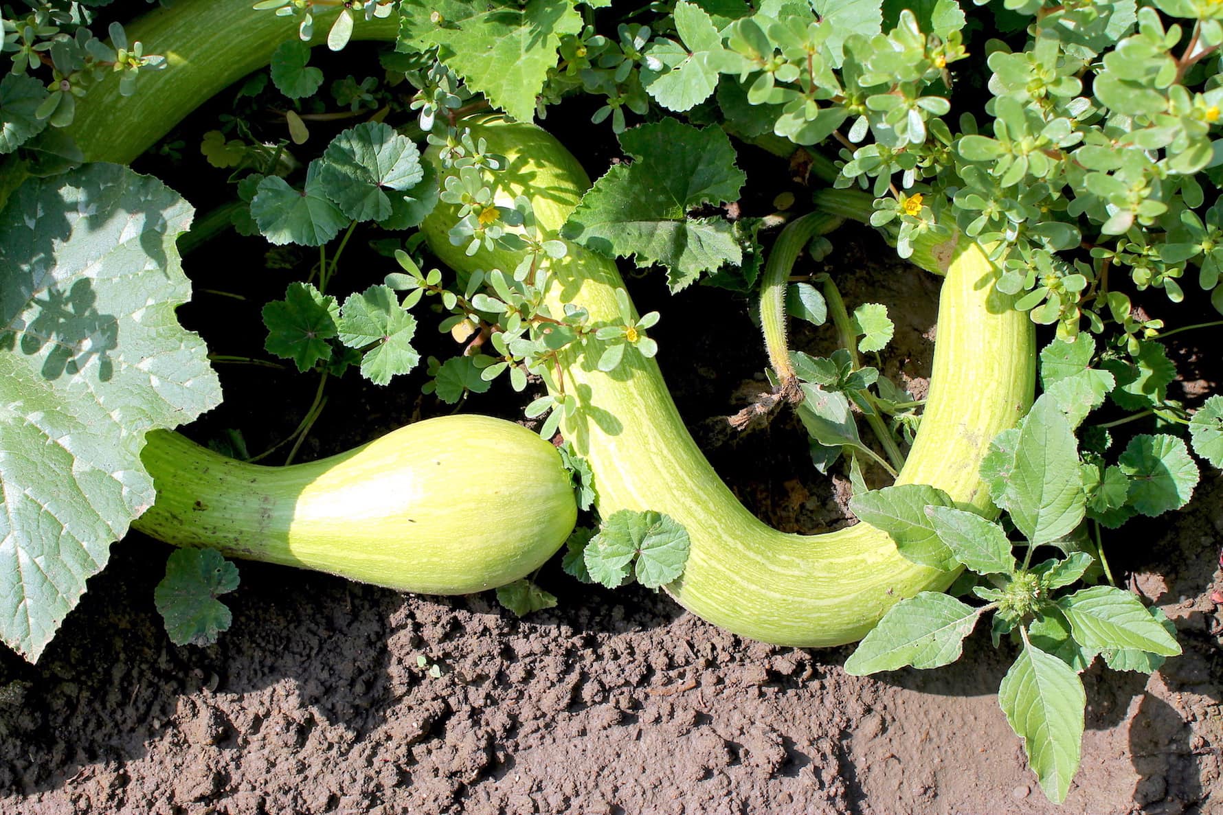 Tromboncino squash, almost ready for harvest.