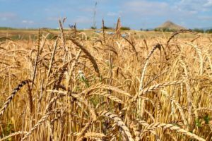 A field of wheat on Black Cat Farm in Boulder, Colorado