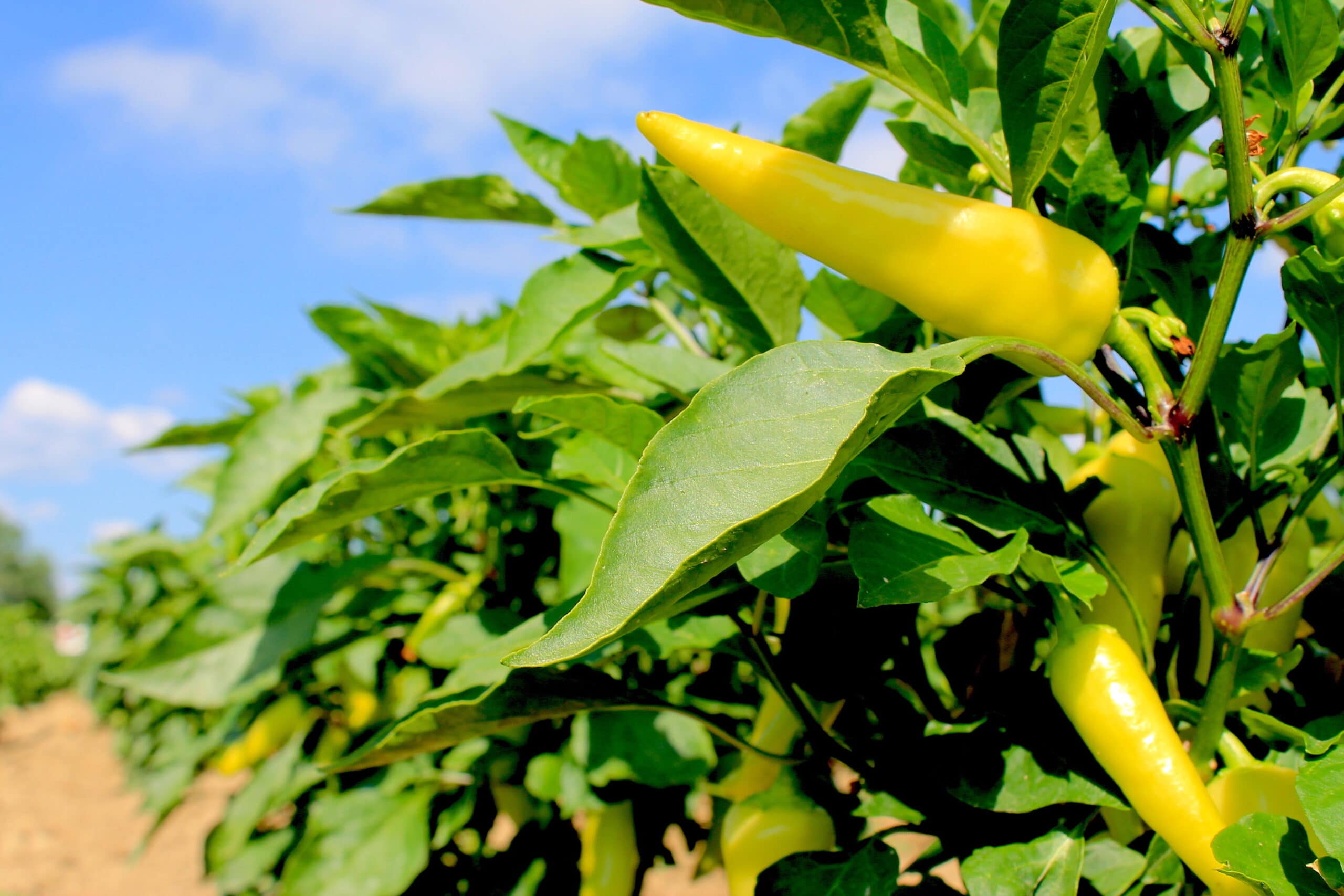 Gorgeous banana peppers reaching for the sun.