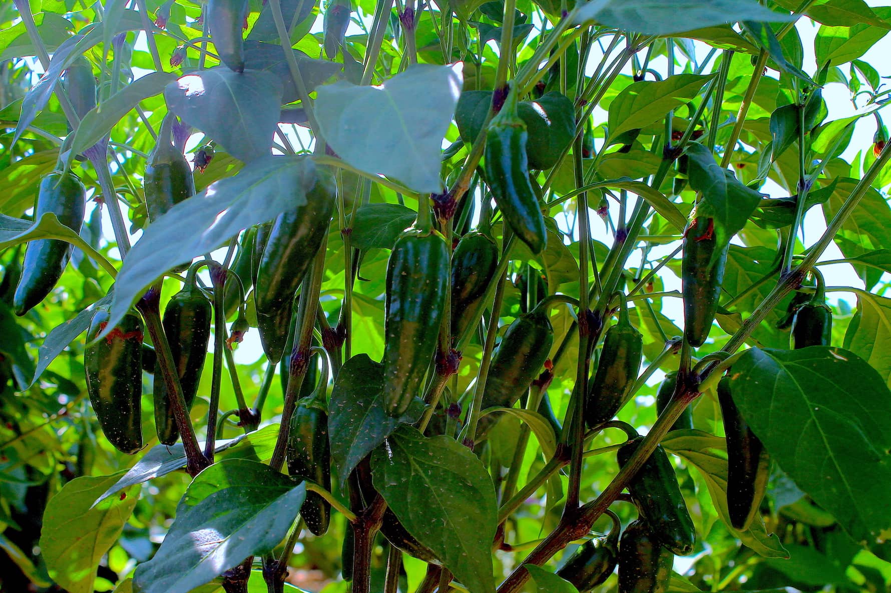 Peppers dangling from the jalapeno tree.