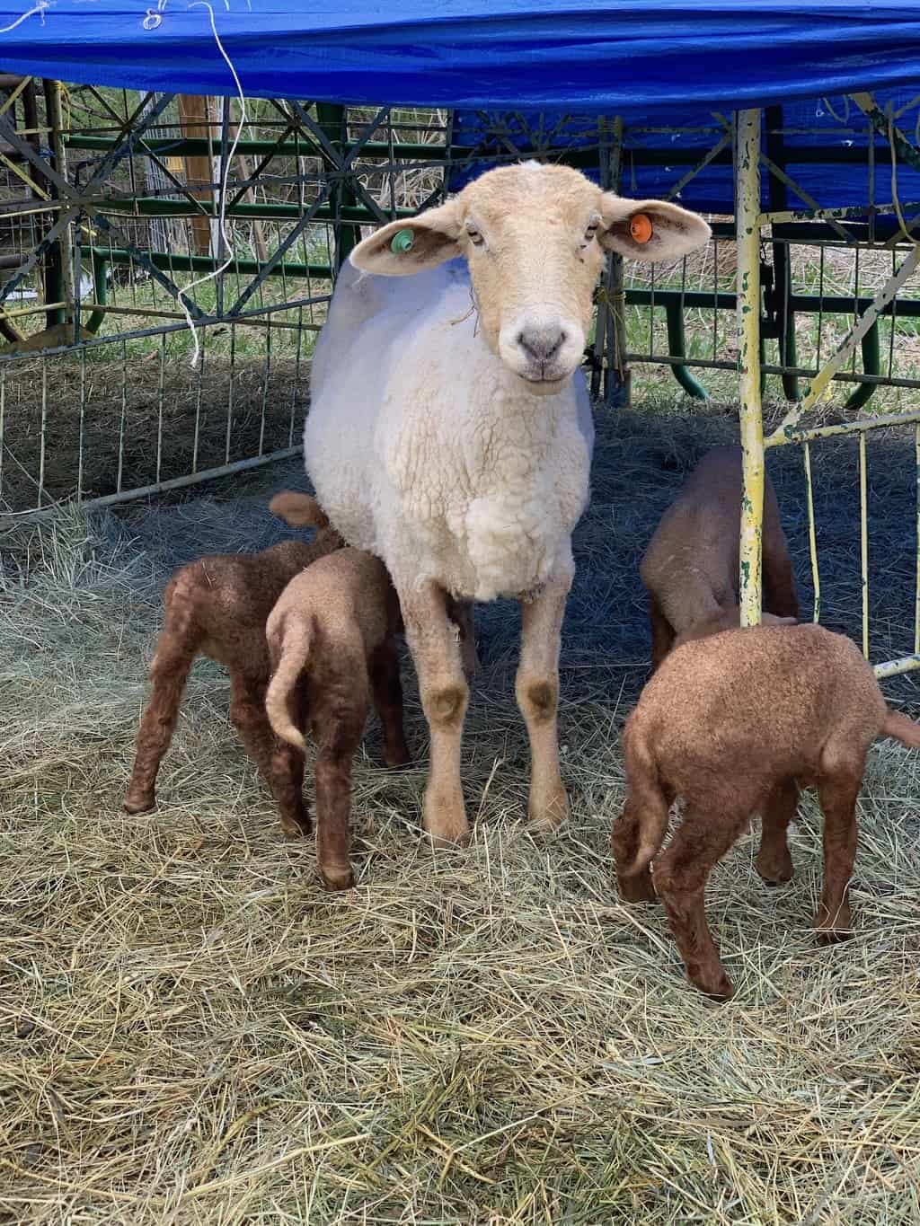 A ewe and her four lambs, quadruplets, at Black Cat Farm in Boulder, Colorado