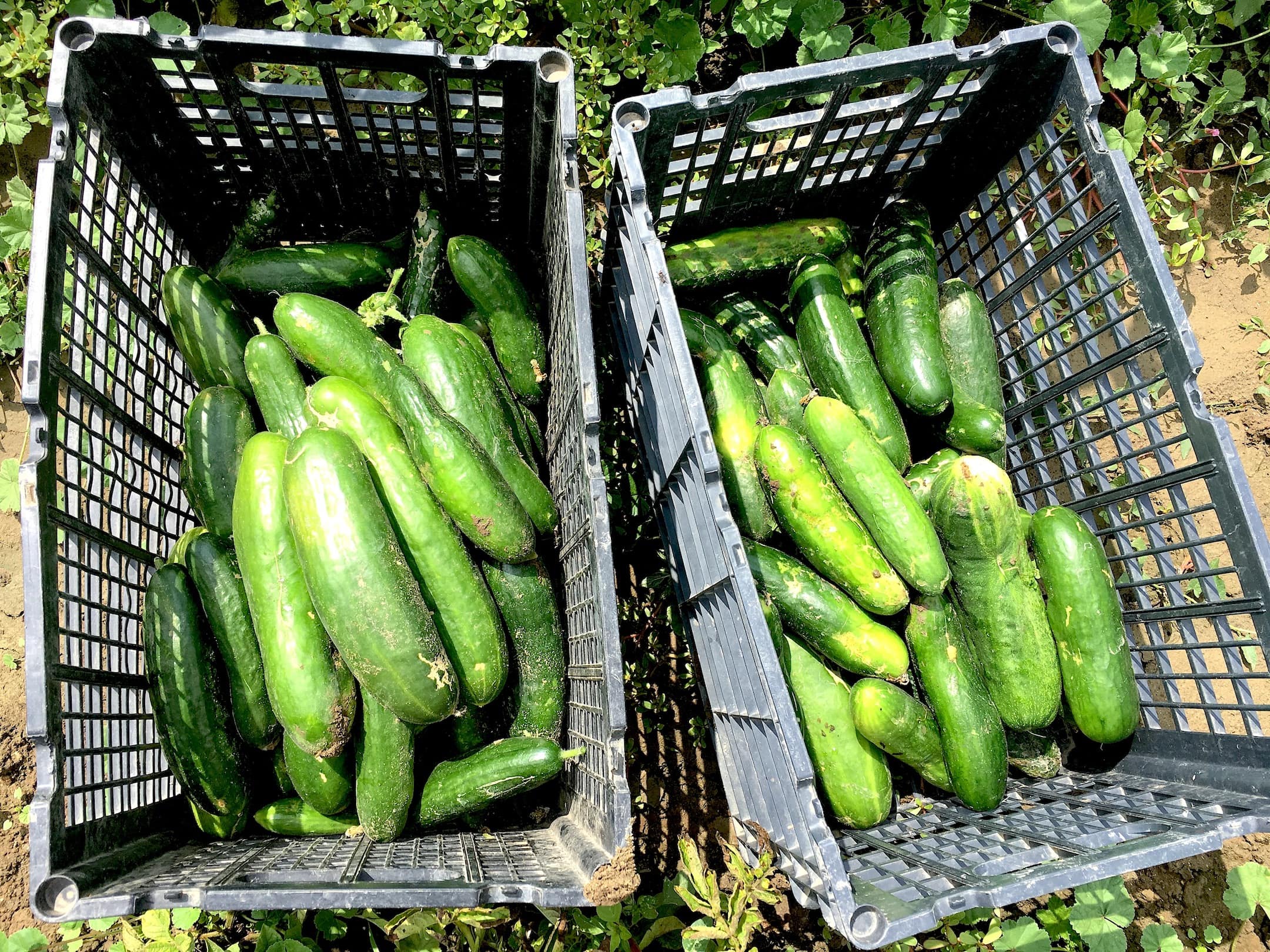 Cucumbers - we have lots. We will be making pickles.