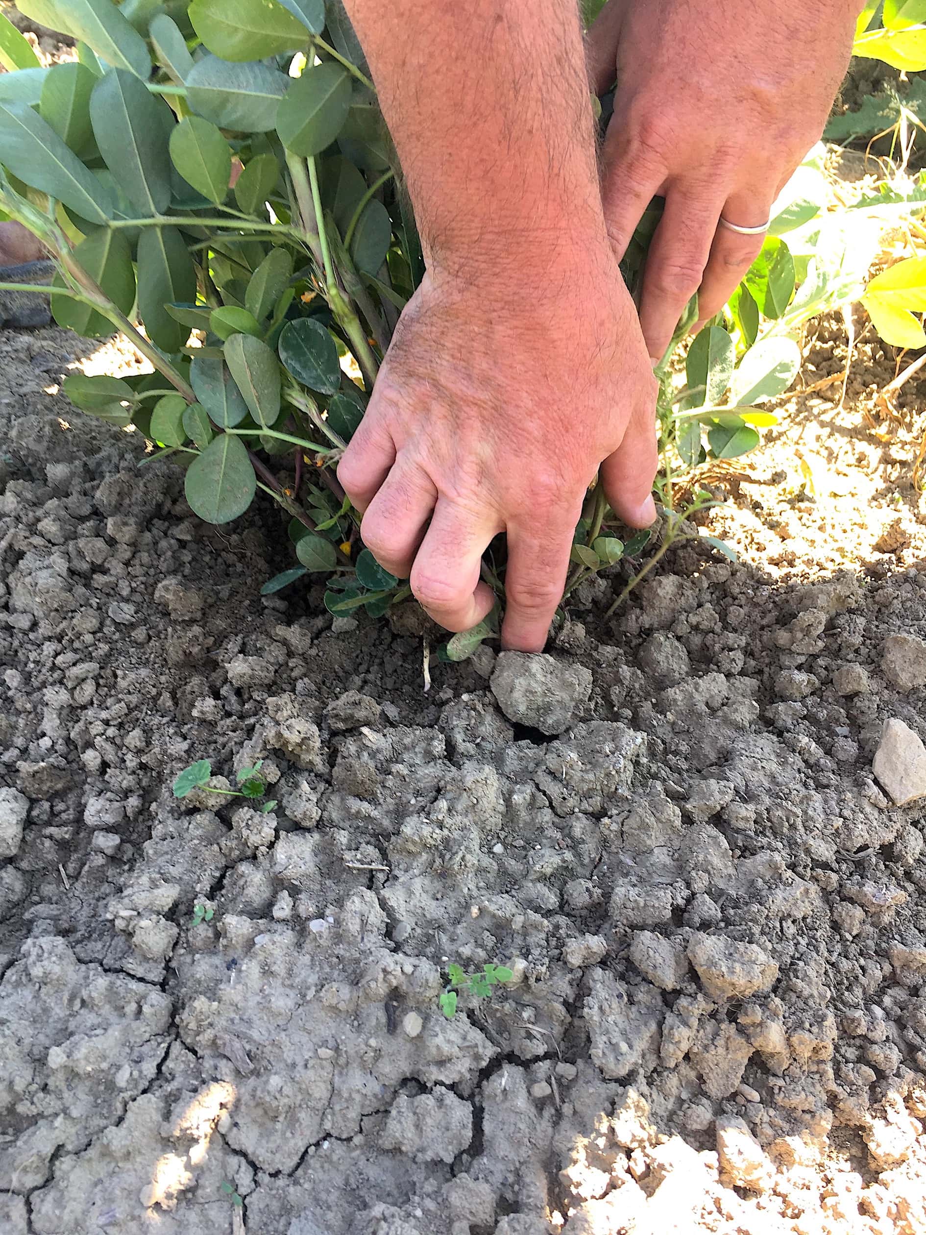See the white shoot near Eric's finger? That is the "peg," which eventually produces peanuts underground.