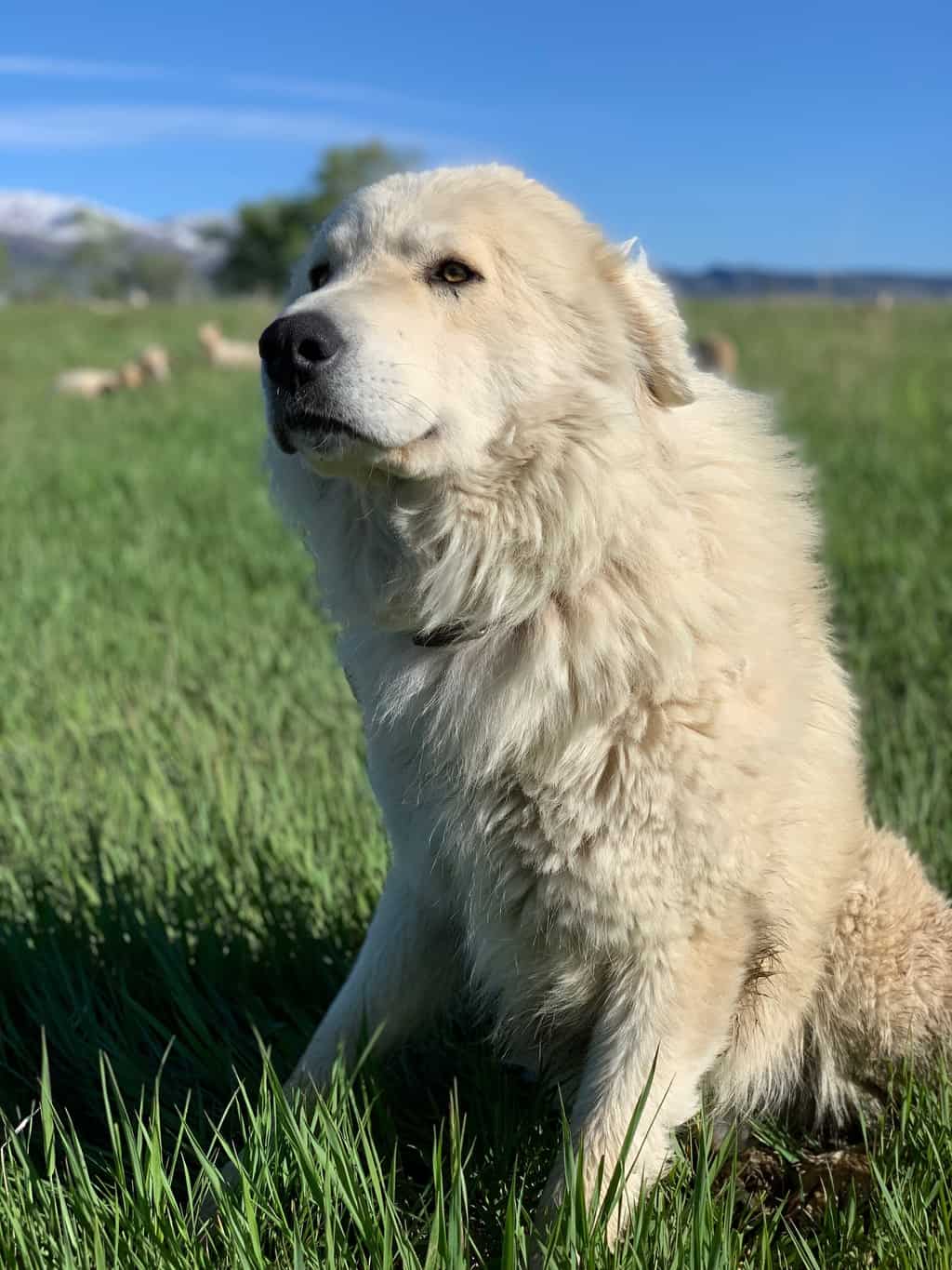 Elwood the Akbash guard dog in a field of sheep at Black Cat Farm in Boulder, Colorado.
