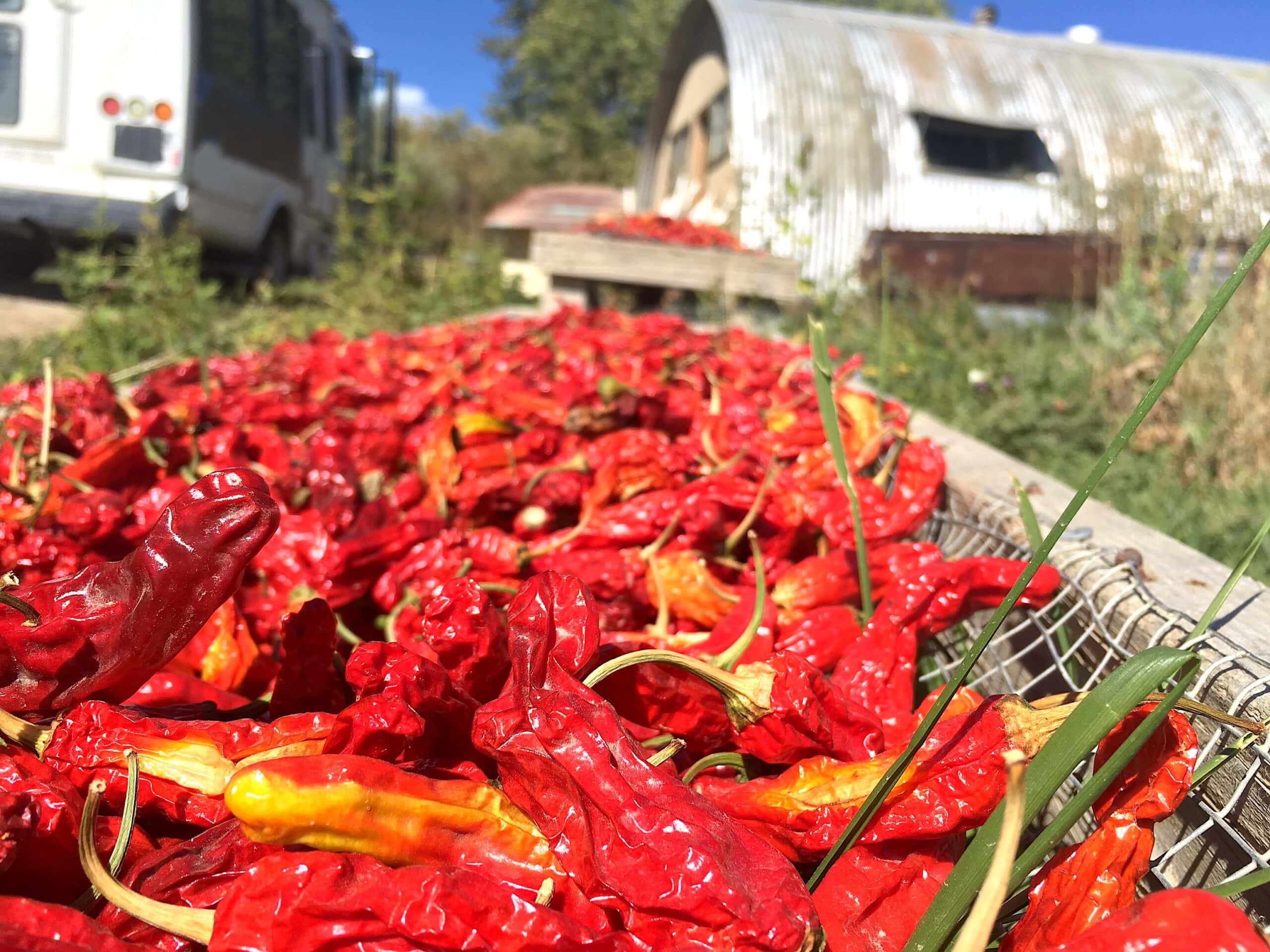 Shishito chile powder? Worth a shot! We have been drying peppers, and once they are ready, we get ready grinding. 