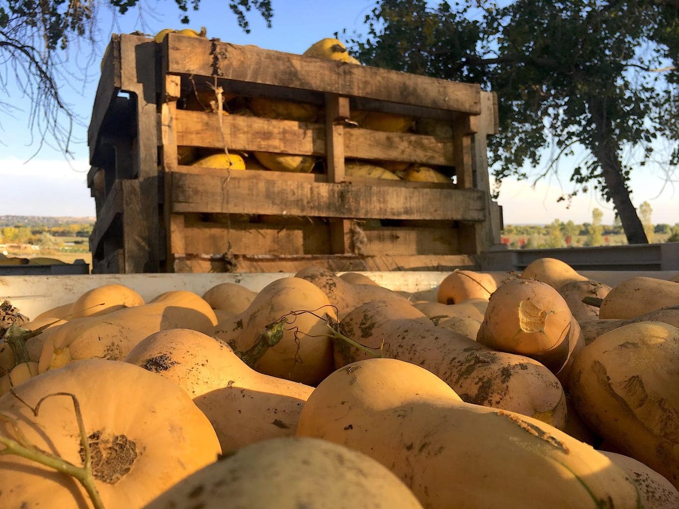 Do we grow and store a lot of squash? Why yes — we do! This is but a smidgen of what we are harvesting this year.