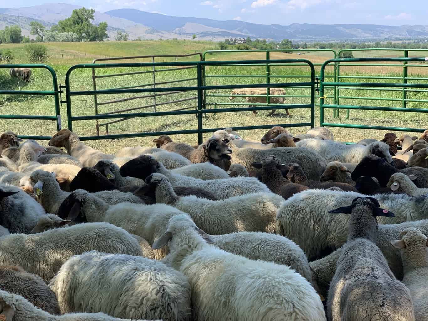 Sheep getting ready for pedicures and health checkups on Black Cat Farm