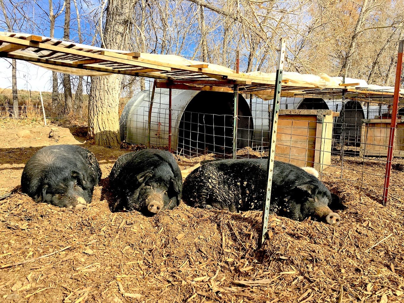 Mulefoot pigs sleeping at Black Cat Farm. The pigs are one of the foundations of the entire farm-to-table, biodynamic and certified organic operation.