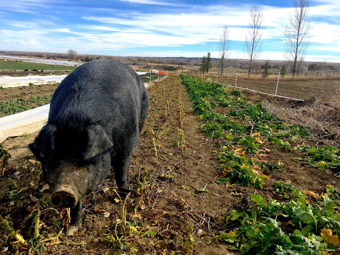 Pigs are central to the farm-to-table and biodynamic ethos of Black Cat Bistro and Bramble & Hare.