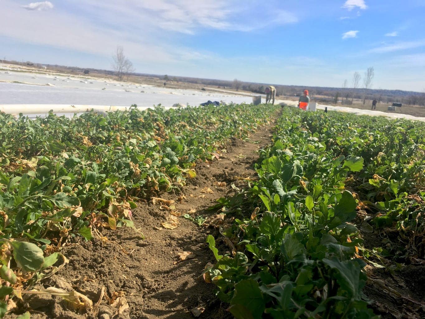 Arugula is a mainstay on Black Cat Farm, which supplies biodynamic and organic certified produce and meat to Black Cat Bistro and Bramble & Hare restaurant. It is the most ambitious farm-to-table operation in the United States.