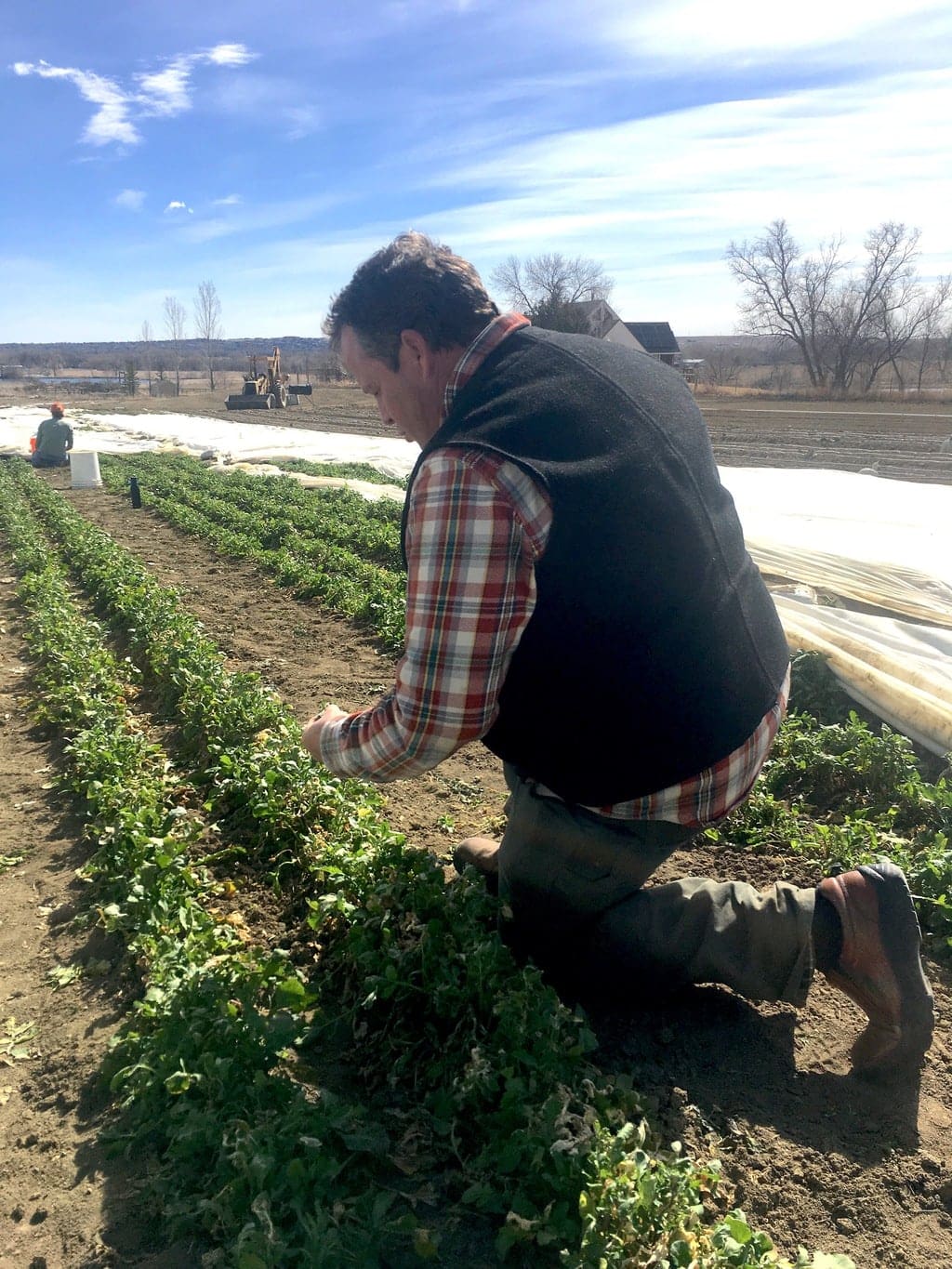 Chef Eric Skokan inspecting the biodynamic and organic certified arugula on Black Cat Farm, which supplies most of the produce and meat for Black Cat Bistro and Bramble & Hare restaurant in Boulder, Colorado.