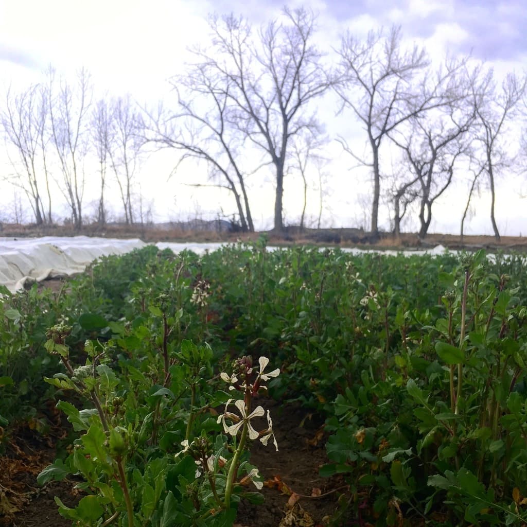 Arugula is overwintered on Black Cat Farm in Boulder, Colorado, and as a result if flowers as early as March. The organic and biodynamic certified farm supplies food for Black Cat Bistro and Bramble & Hare restaurants.