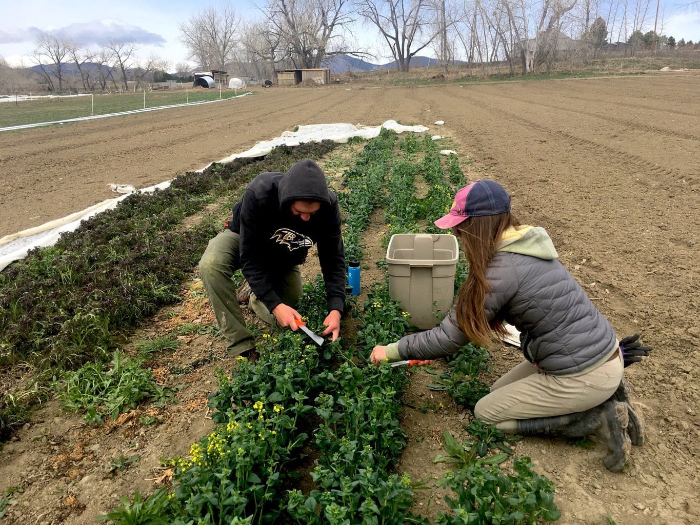 Greens flower nearly year-round, outdoors in Colorado, at the certified biodynamic and organic Black Cat Farm, which supplies the farm-to-table restaurants Black Cat Bistro and Bramble & Hare with produce for much of the year.