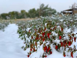 Peppers in a snowy field after the first frost of the season at Black Cat Organic Farm in Boulder, Colorado