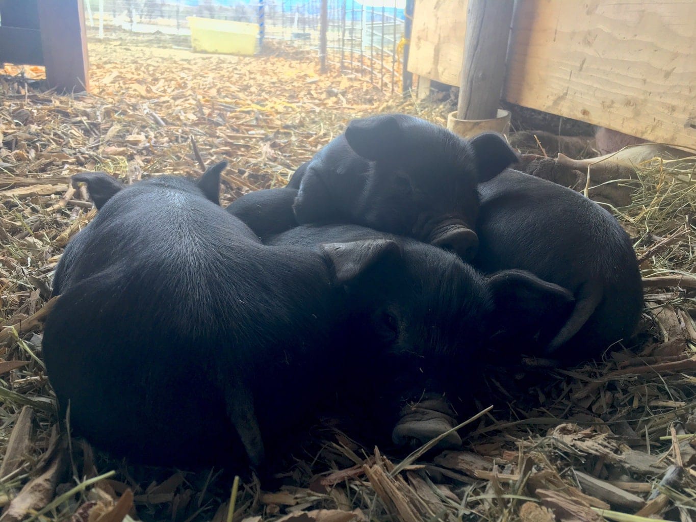 Piglets are year-round at Black Cat Farm, which supplies most of the produce for the farm-to-table, biodynamic and organic certified restaurants Bramble & Hare and Black Cat Bistro in Boulder, Colorado. 