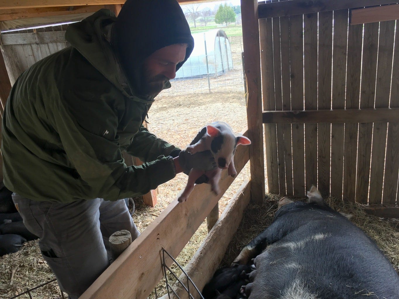 Piglets arrive across the year at the biodynamic and organic certified Black Cat Farm, which supplies the farm-to-table restaurants Black Cat Bistro and Bramble & Hare with food.