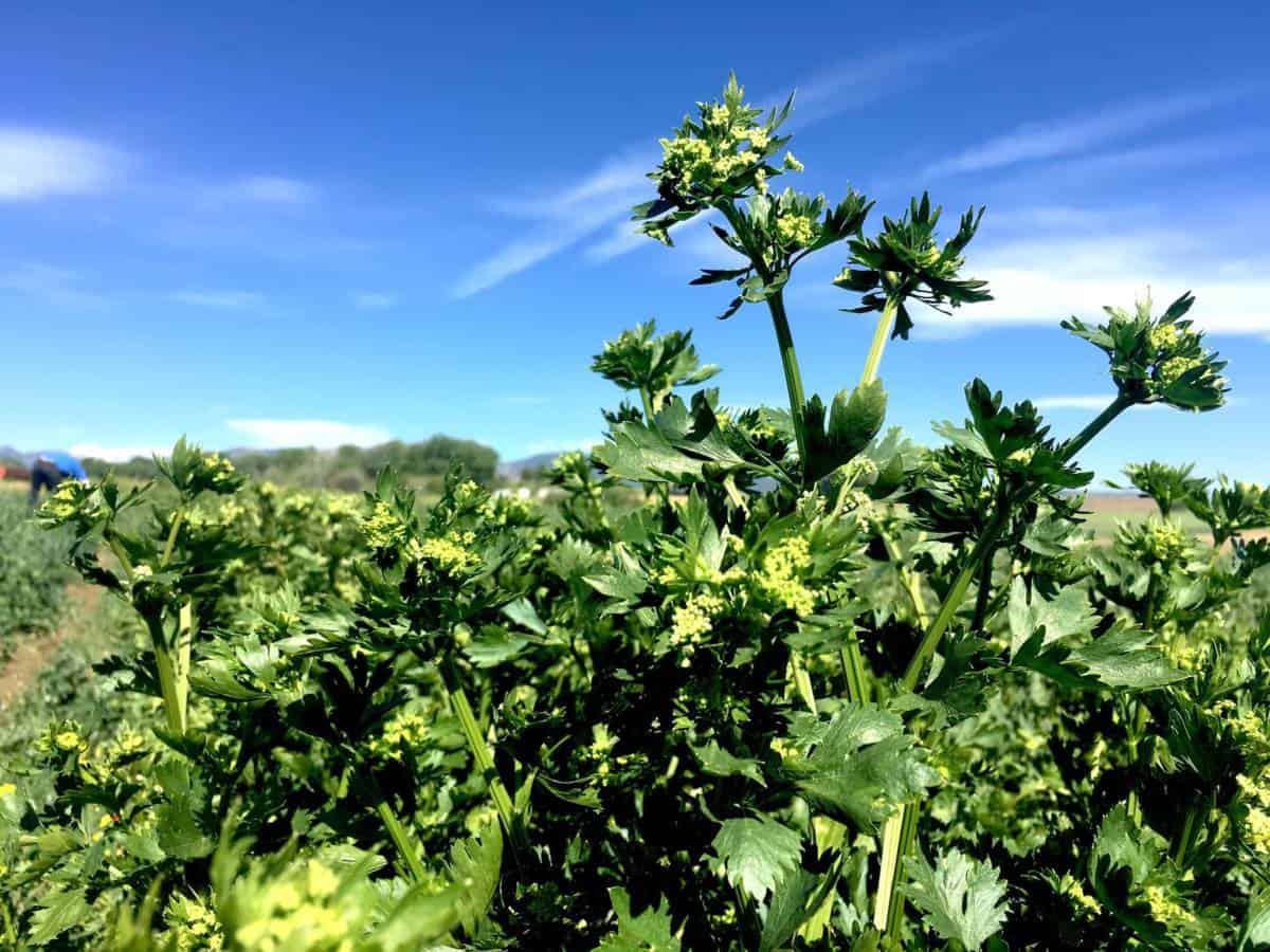 Celery thrives at the biodynamic and organic Black Cat Farm in Boulder, Colorado, the most ambitious farm-to-table operation in the United States.