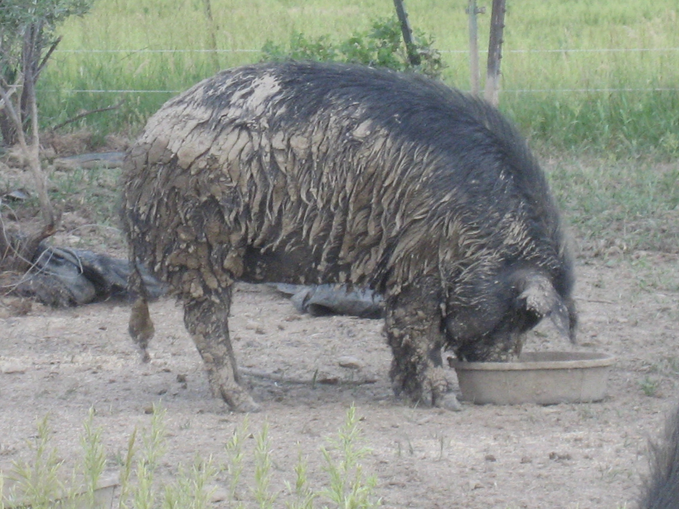 One of our many Mulefoot pigs