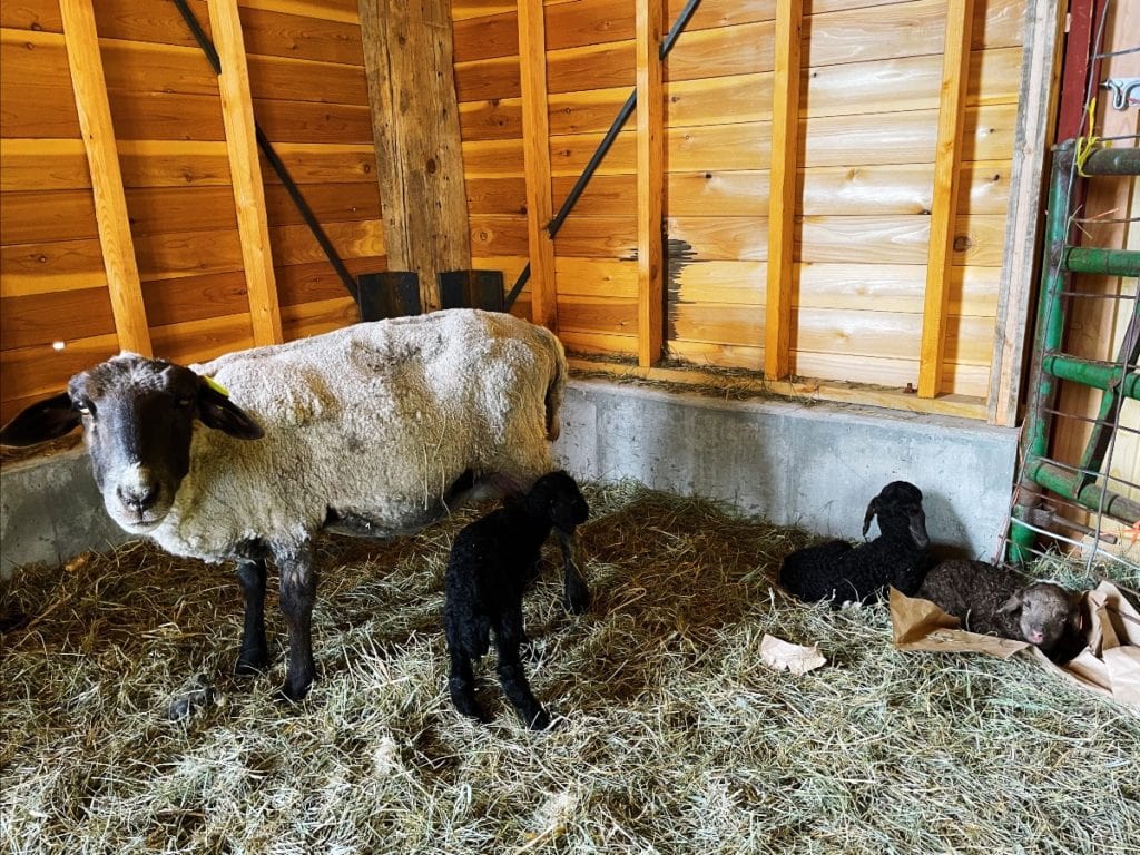 Black Cat Organic Farm Picture of Sheep with 3 lambs. 