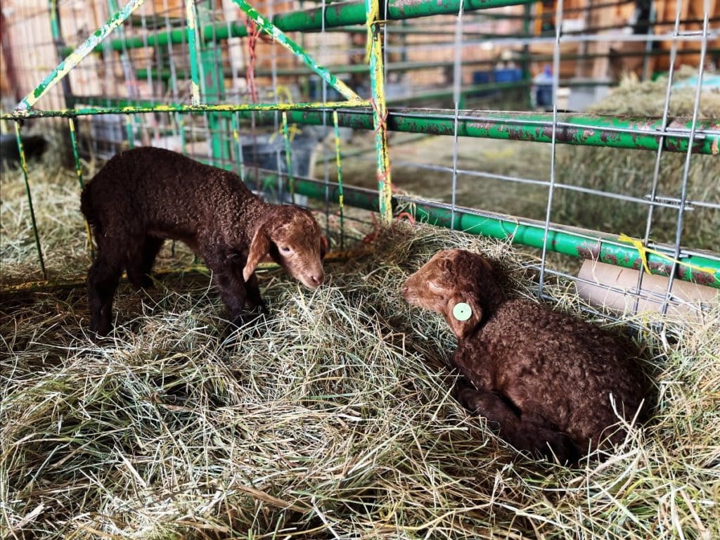 Black Cat Organic Farm Picture of 3 lambs in hay. 