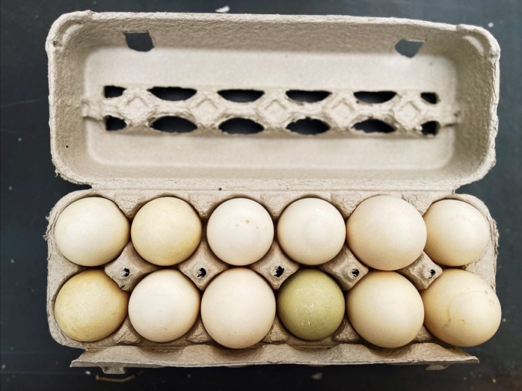 Black Cat Organic Farm Picture of Duck eggs in egg carton.