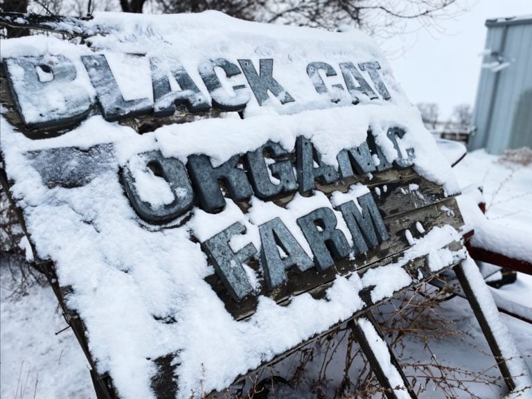 Black Cat Organic Farm
