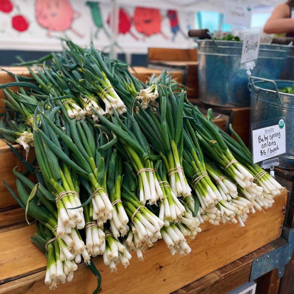 Black Cat Farm Picture of baby spring onions at farmers market. 