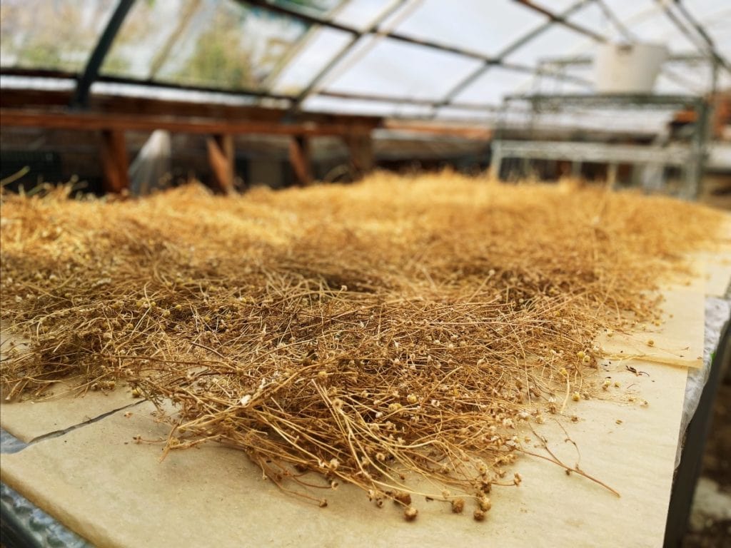 Chamomile blossoms drying in our greenhouse, broadcasting intoxicating aromas throughout the space. We grow, harvest and dry large amounts of chamomile, which we incorporate into herbal teas for guests at Bramble & Hare.