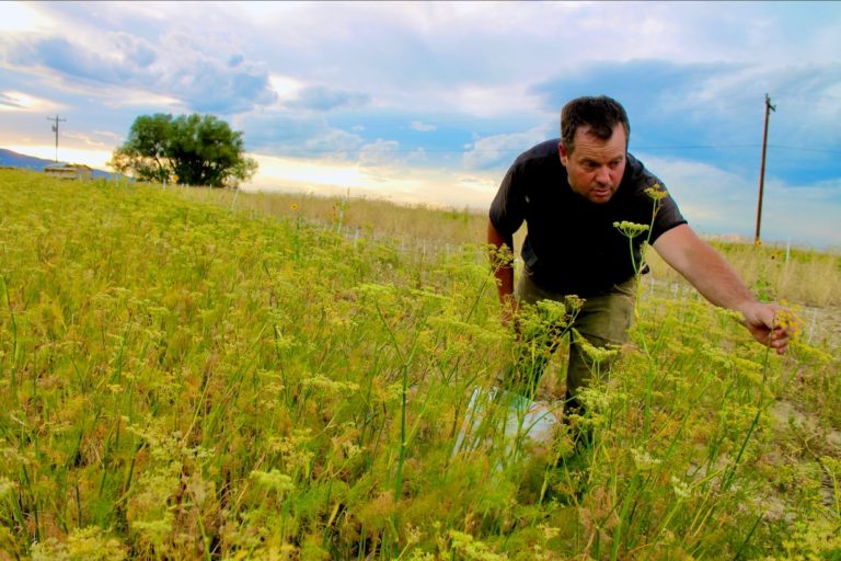 Eric picking fennel blossoms to harvest the seeds, from a couple of seasons ago.