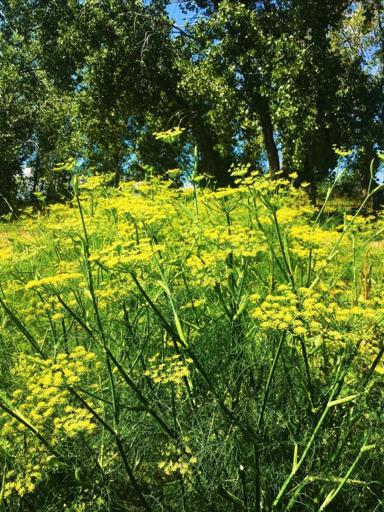 Flowering fennel yields delicious food for pollinators and seeds, which we harvest with great effort!
