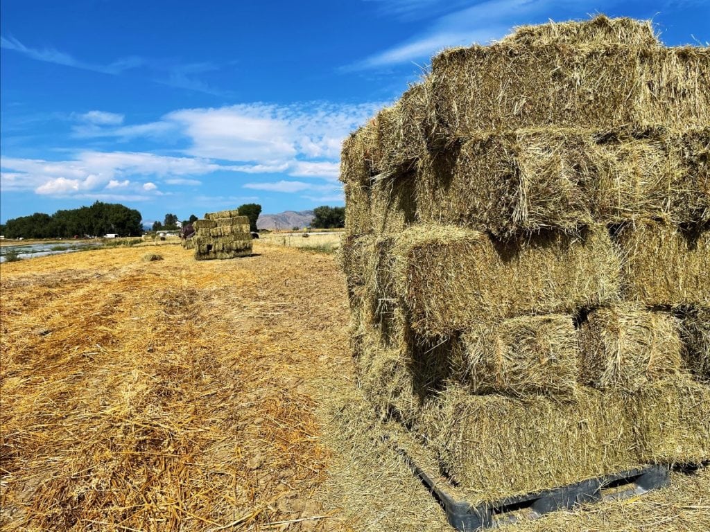 Some high-quality organic hay.