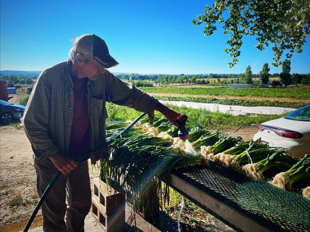 Steve cleaning leeks that we'll have for sale at the farmers markets.
