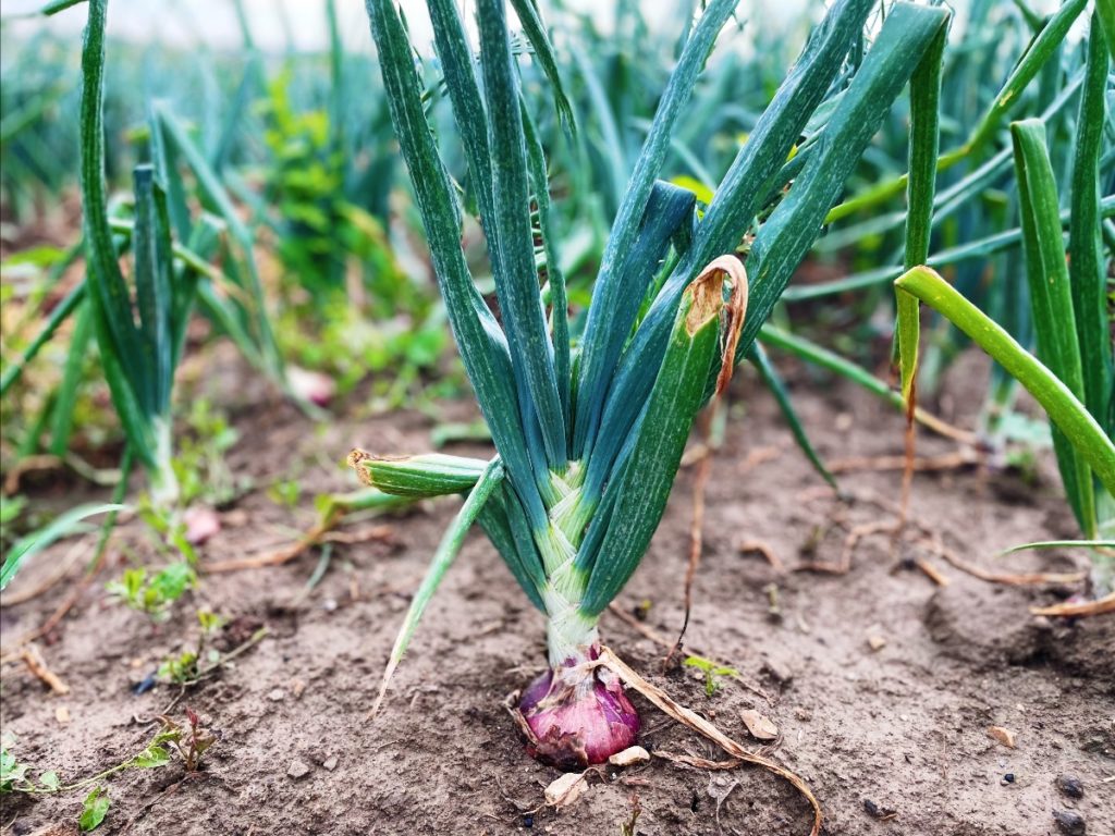 Delicious sweet red onions, thriving in our organic fields.