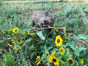 Proper pig habitat and food! Organic pasture and sunflowers!
