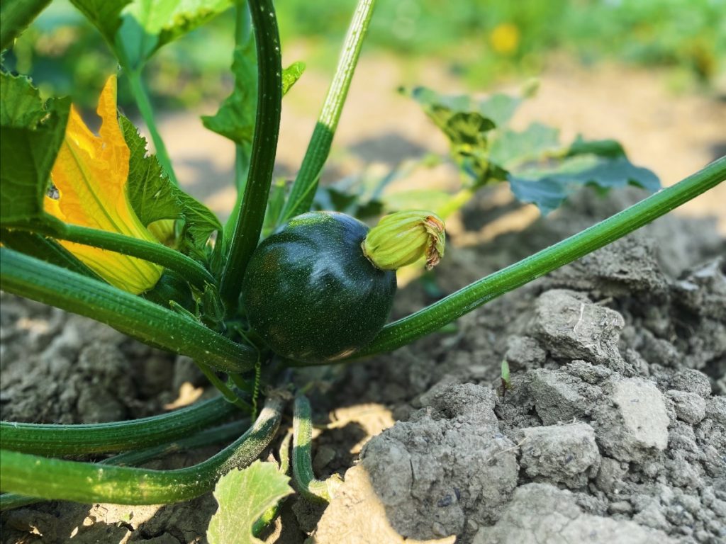 A squash plant. The flower on the left will turn into a fruit—just like the one on the right—unless it's plucked prior to its grand metamorphosis.