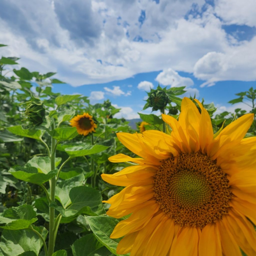 Our sunflower fields grow more arresting every day.