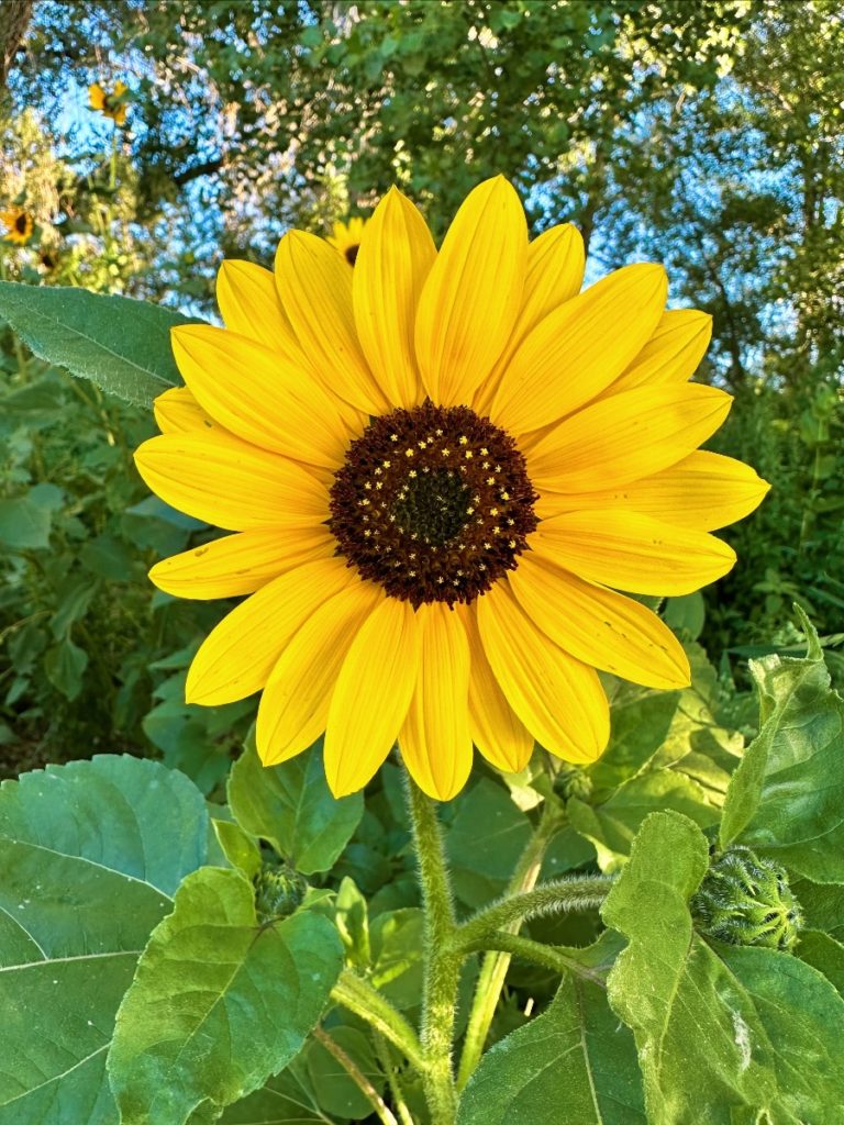 Look for organic sunflower bouquets at the Market stands this weekend.