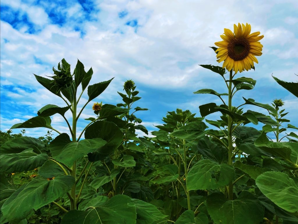 Our expansive field of sunflowers is now more like a forest. Some of these flowers rise nearly 20 feet high! Soon, the whole field will be covered with flowers.