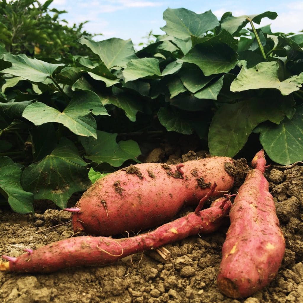 Beautiful organic sweet potatoes, thriving at Black Cat Organic Farm.